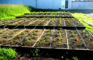 Frá ylræktargarði Keilis