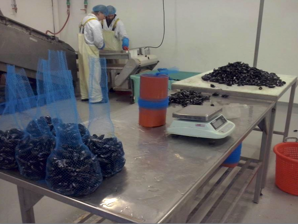 Aukin nýting afurða í skelfiskvinnslu