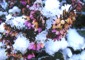 Ræktun í upphituðum jarðvegi