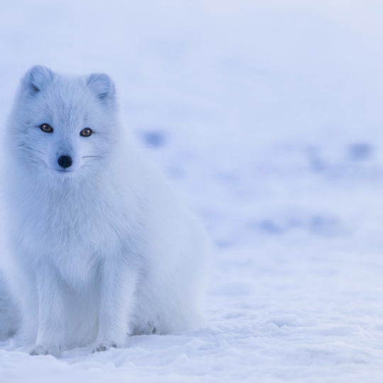 Sjálfbærni ferðaþjónustunnar