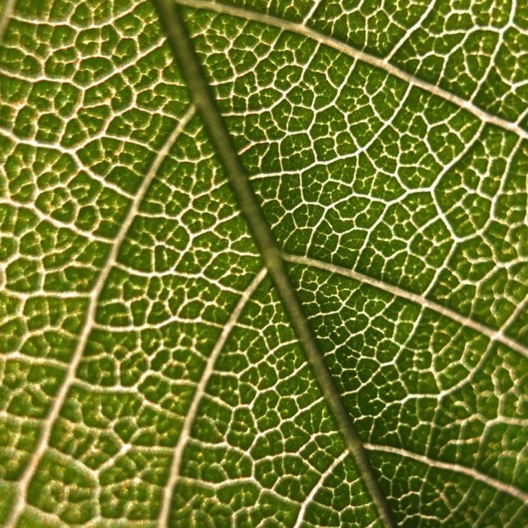 Sterkur grunnur - líffræði