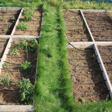 Frá ylræktargarði Keilis