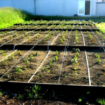 Frá ylræktargarði Keilis