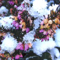 Ræktun í upphituðum jarðvegi